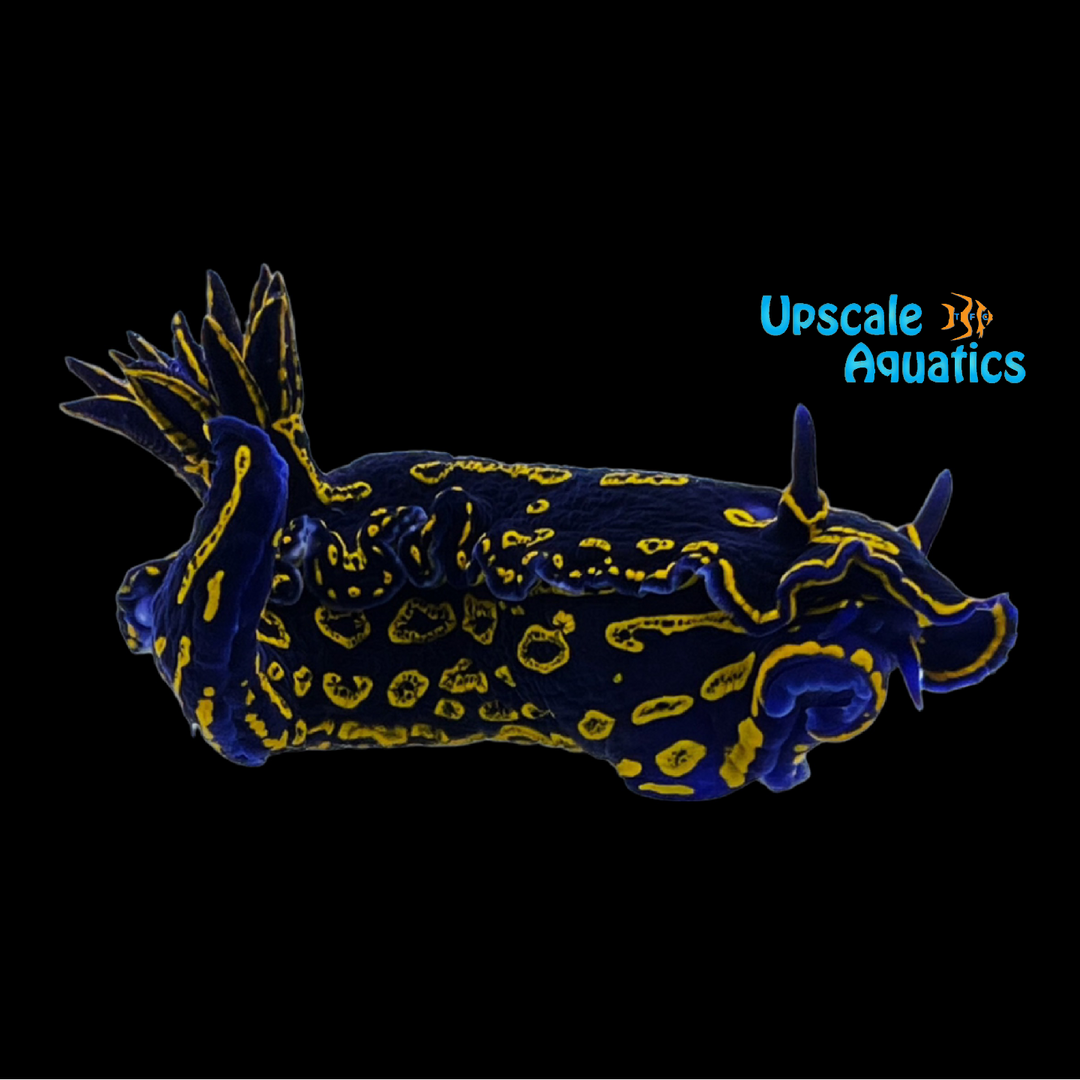 Greek Goddess Nudibranch (Felimare picta)