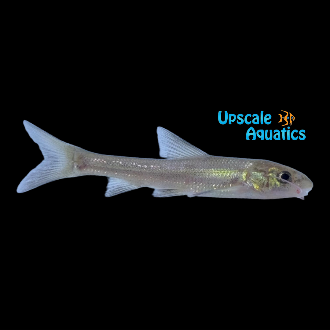 Golden Catfish Barb (Coreius guichenoti)