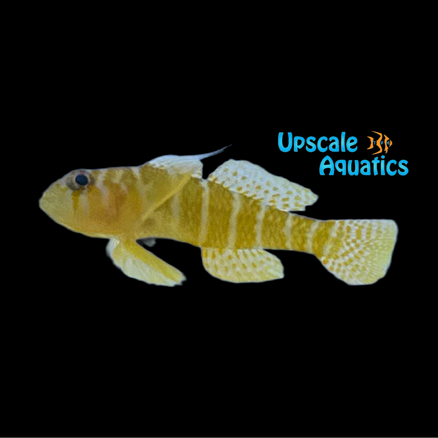 Rusty Goby (Priolepis hipoliti) – Upscale Aquatics