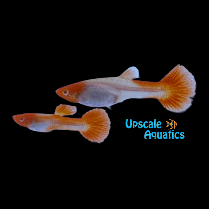 Albino Kohaku Guppy (Poecilia reticulata)
