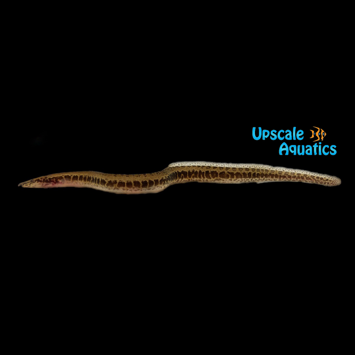 Leopard Spiny Eel (Mastacembelus greshoffi)
