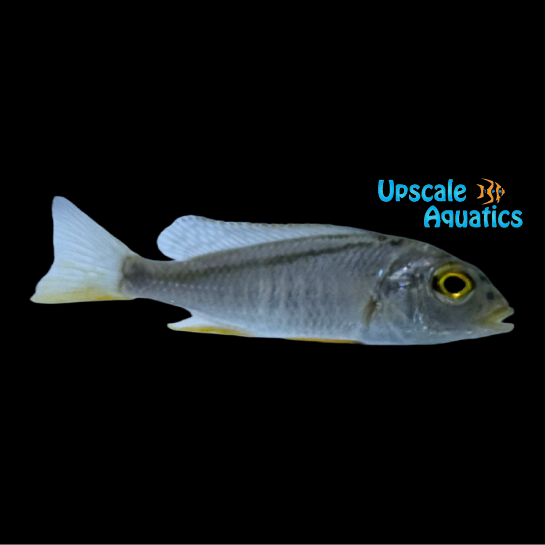 Buccochromis Nototaenia