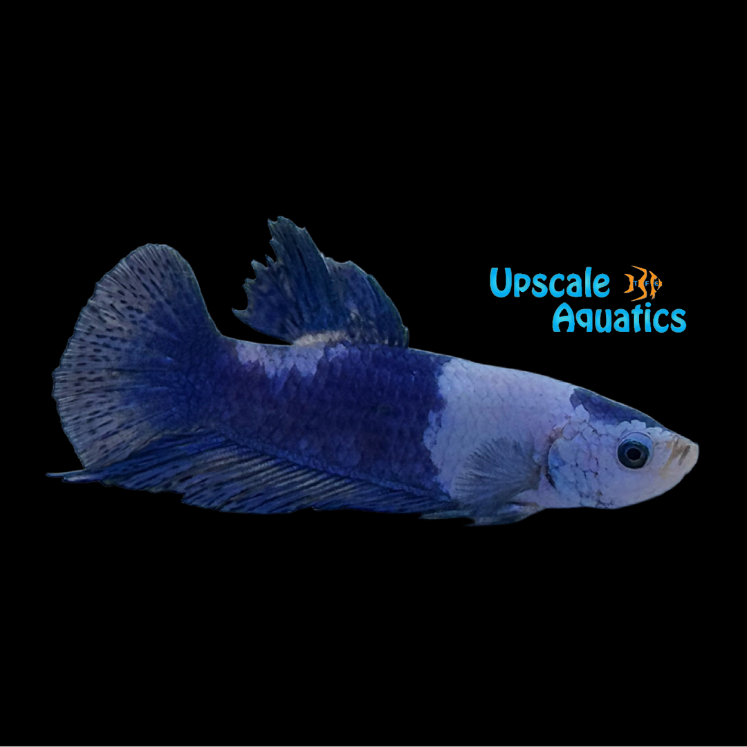 Blue Panda Plakat Betta - Male (Betta splendens)