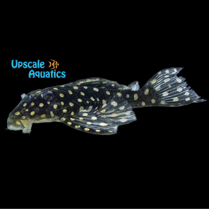 Dwarf Snowball Pleco L471 (Hypancistrus sp. L471)