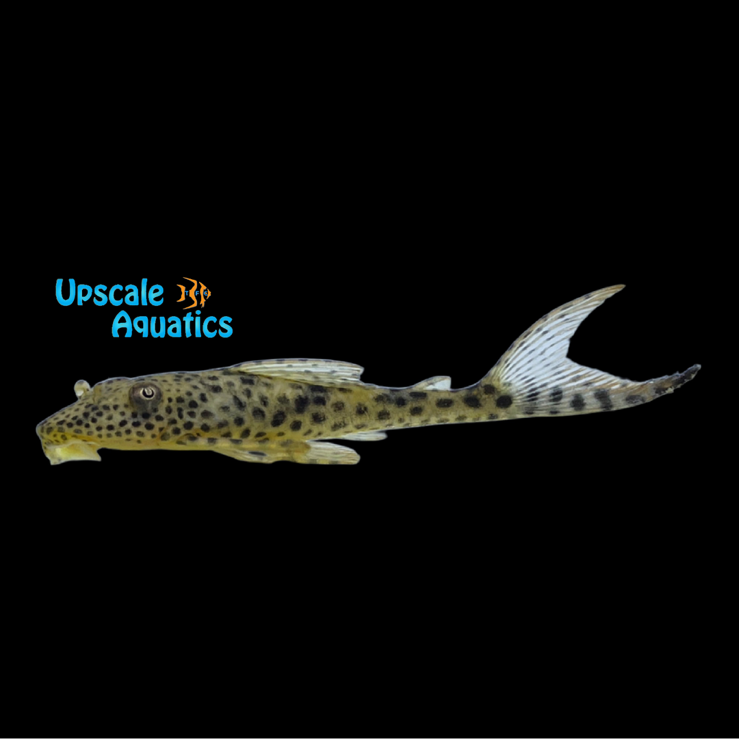 Blue Fin Thresher Pleco L153 (Squaliforma villarsi)