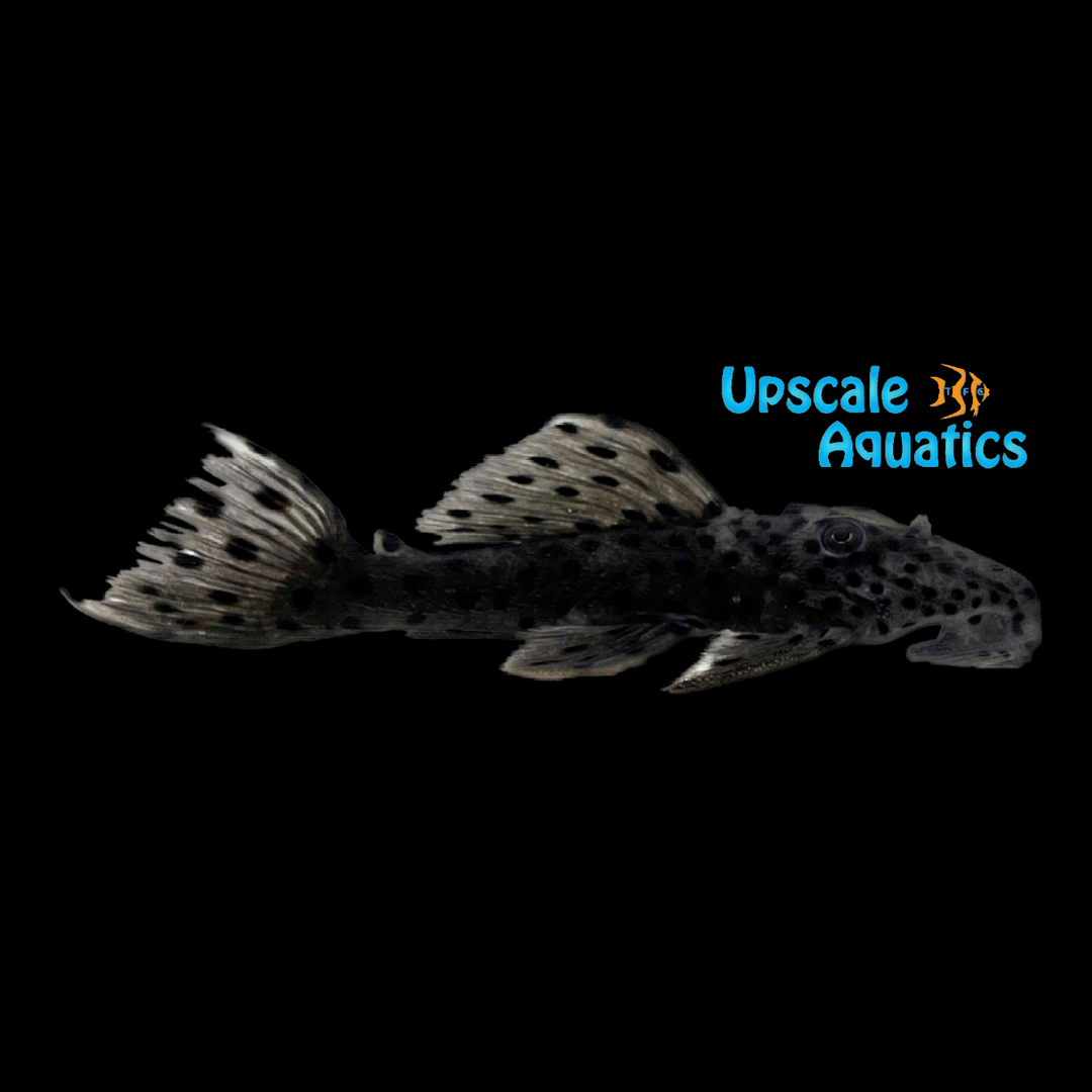 Sultan Pleco L264 (Leporacanthicus joselimai)