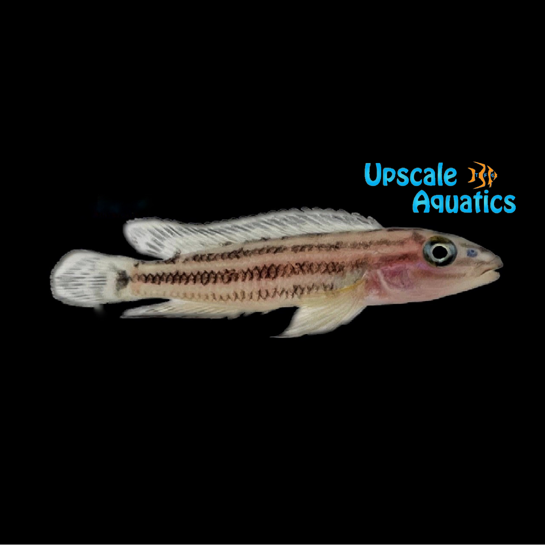 Julidochromis Regani 'Chisanse'