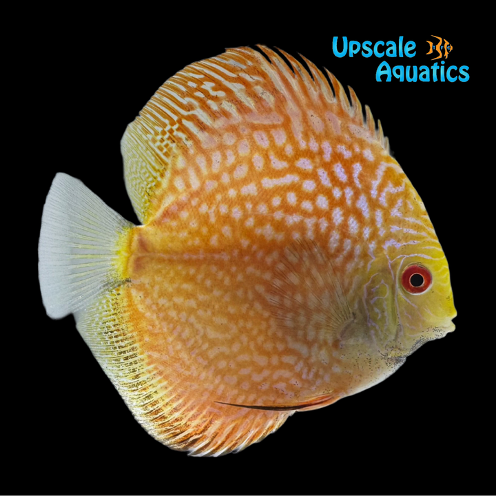 Snakeskin Pigeonblood Discus (Symphysodon aequifasciatus)