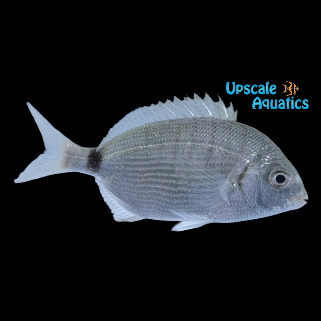 Spottail Pinfish (Diplomas holbrookii)