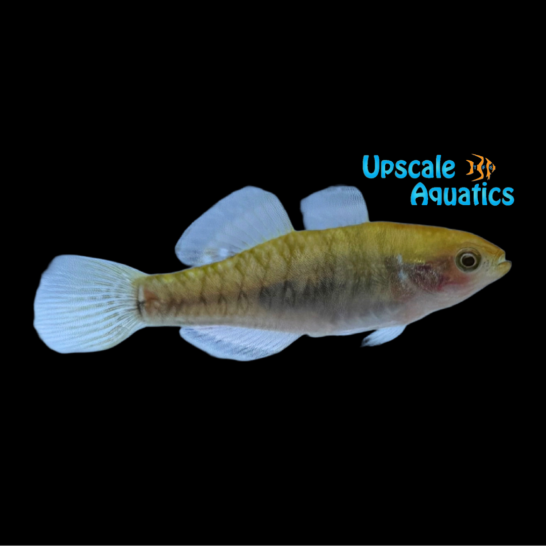 Empire Gudgeon (Hypseleotris compressa)