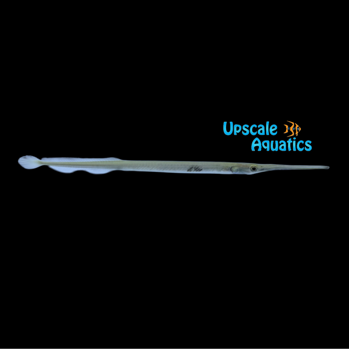 South American Needlefish (Potamorrhaphis guianensis)