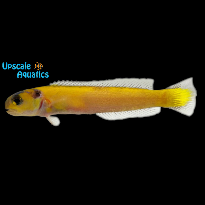 Yellow Tilefish (Hoplolatilus luteus)