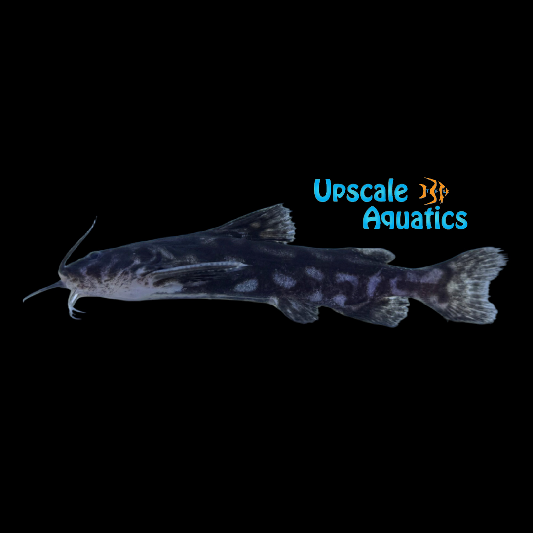 Jewel Spotted Catfish (Wertheimeria maculata)