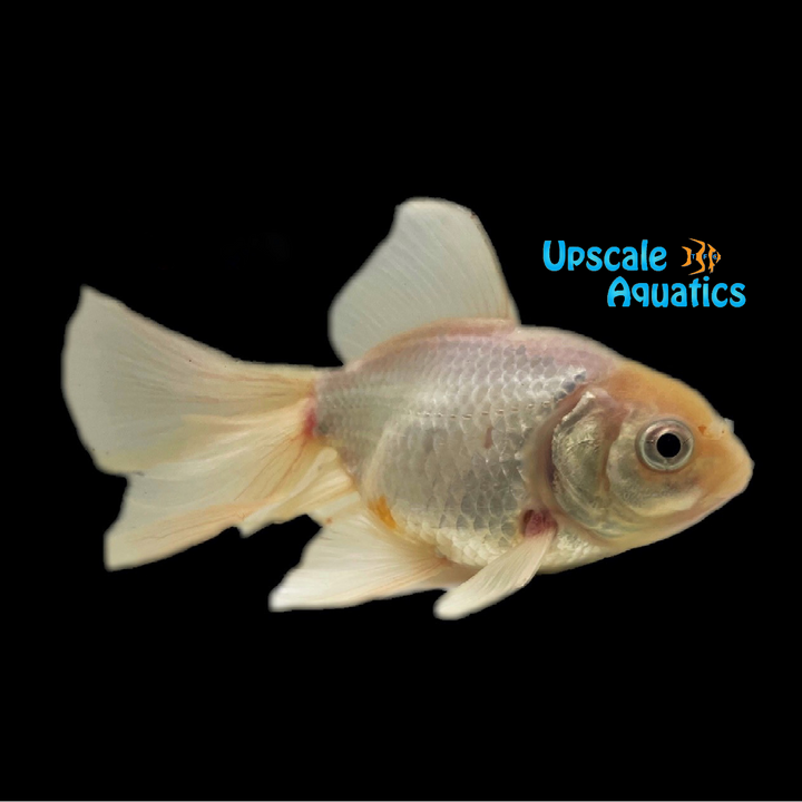 Fancy Fantail Goldfish (Carassius auratus)