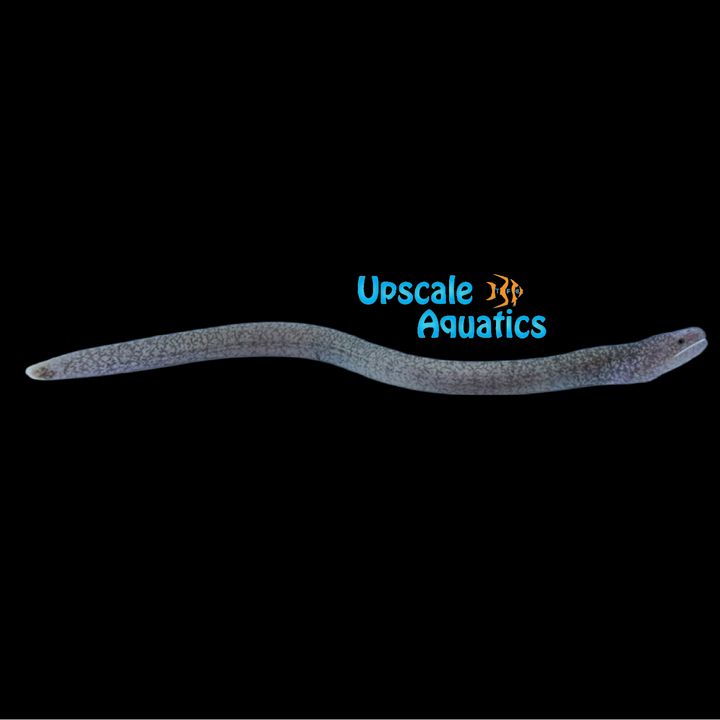 Tidepool Snake Moray Eel (Uropterygius micropterus)