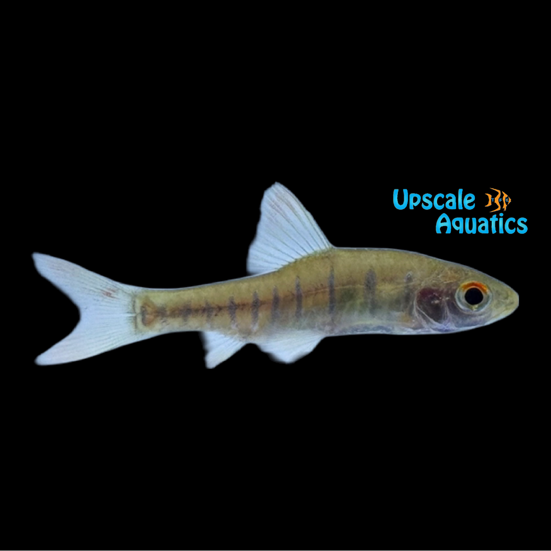 Blue Barred Barb (Enteromius fasciolatus)