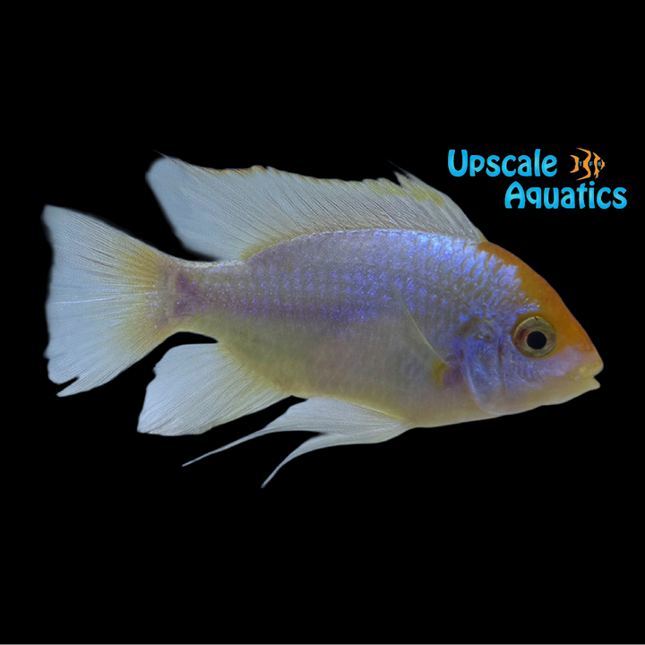 Gold Face Electric Blue Ram (Mikrogeophagus ramirezi)