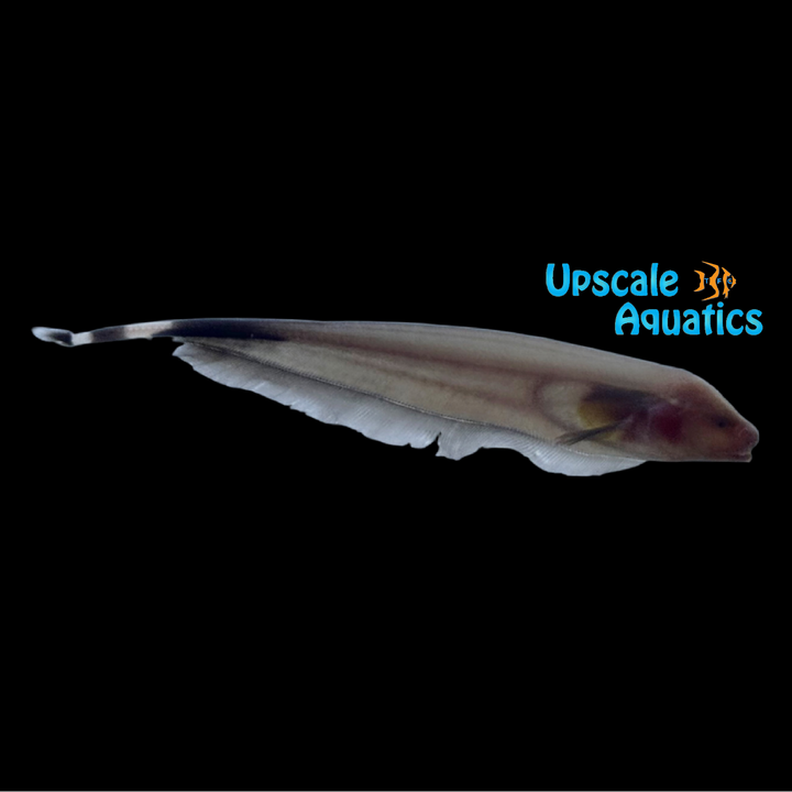 White Ghost Knifefish (Apteronotus albifrons var. white)