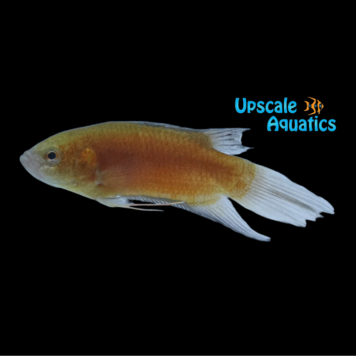 Red Dragon Paradise Gourami (Macropodus opercularis)