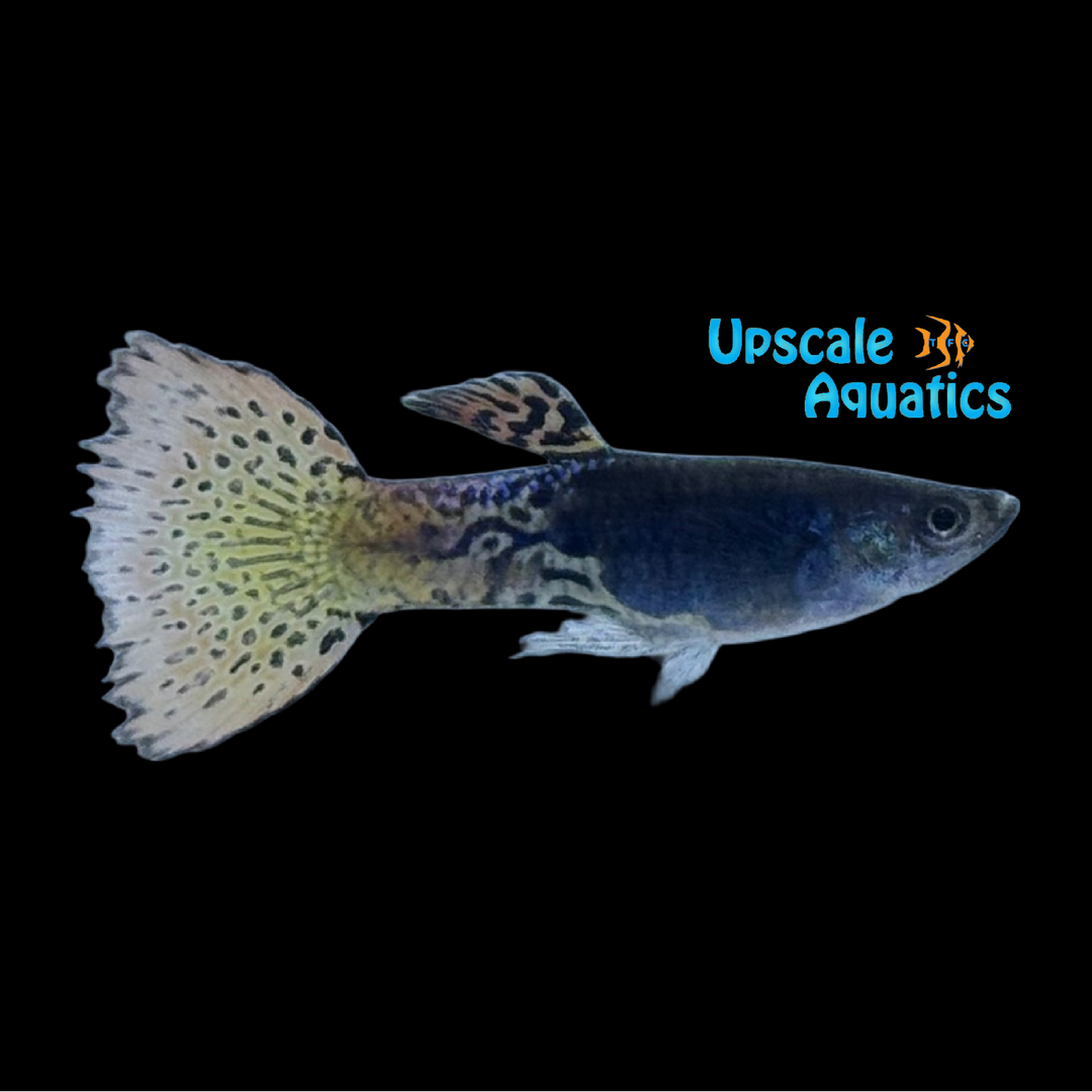 Metal Head Leopard Guppy (Poecilia reticulata)