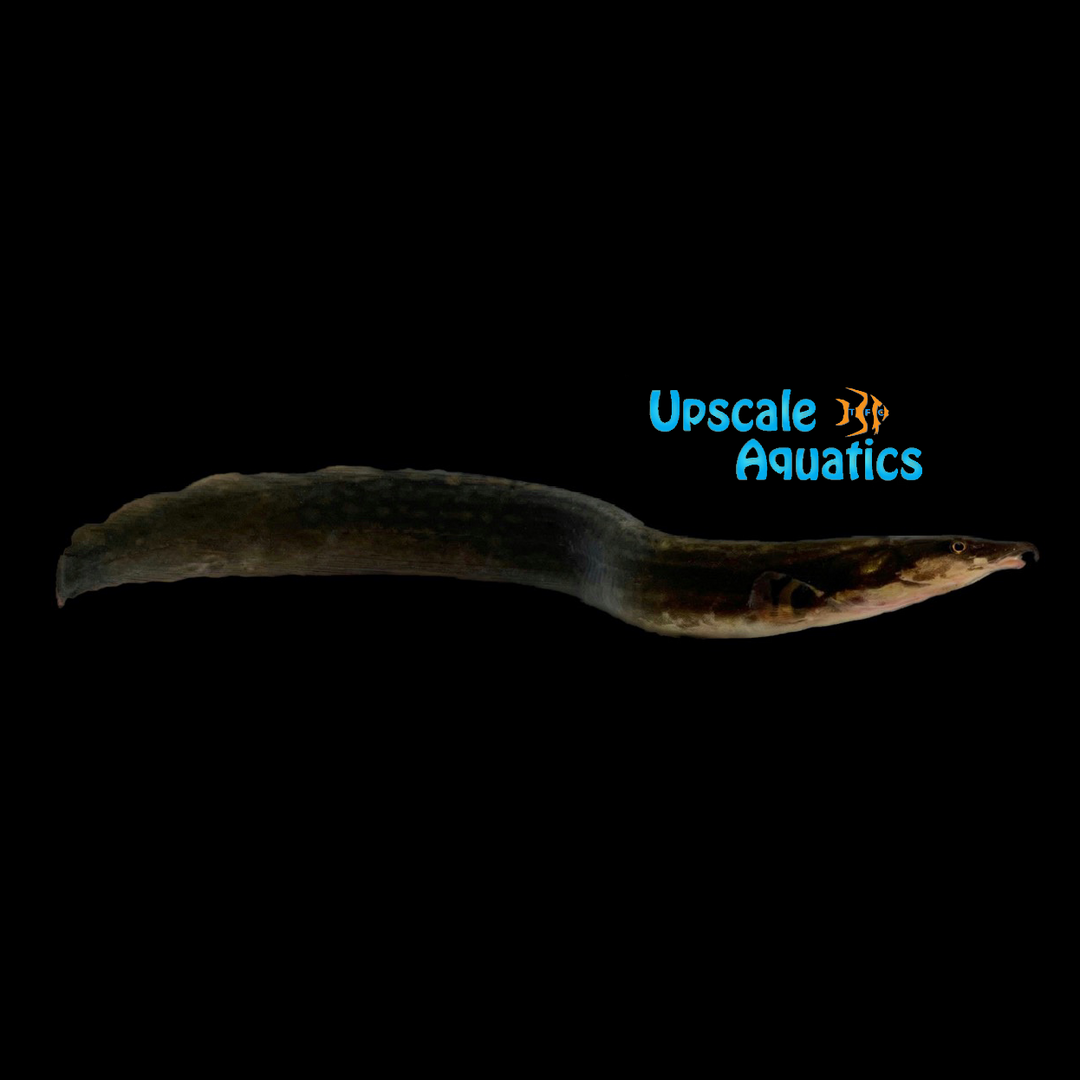 Unicolor Eel (Mastacembelus unicolor)