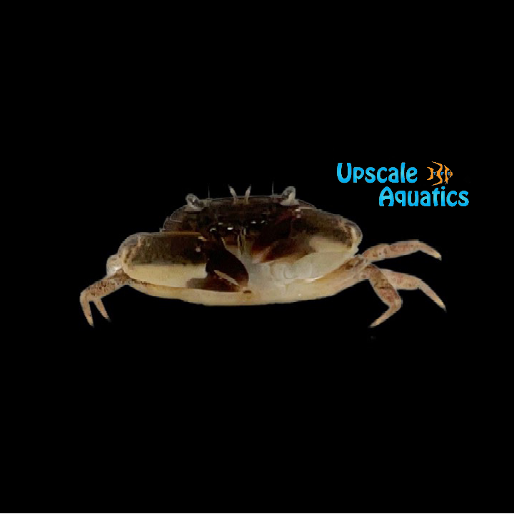 Stone Crab (Menippe mercenaria)