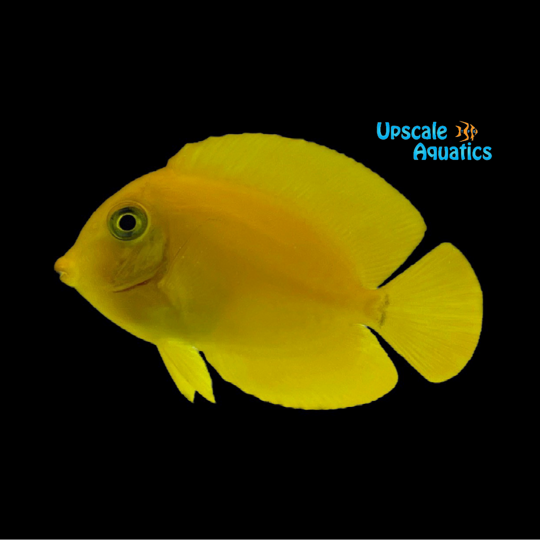 Lemonpeel Mimic Tang (Acanthurus pyroferus)