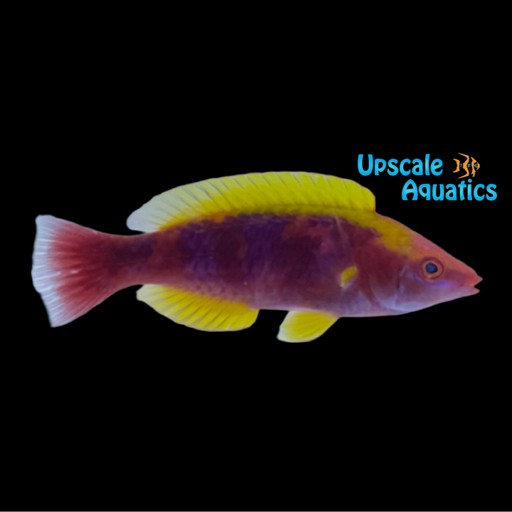 Tricolor Fairy Wrasse (Cirrhilabrus cf lubbocki)