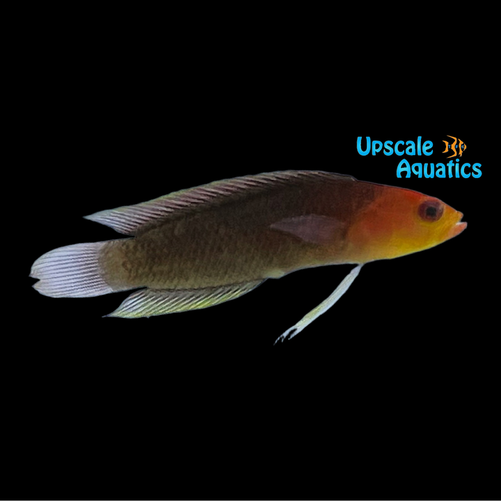 Fleckfin Dottyback (Pseudoplesiops wassi)