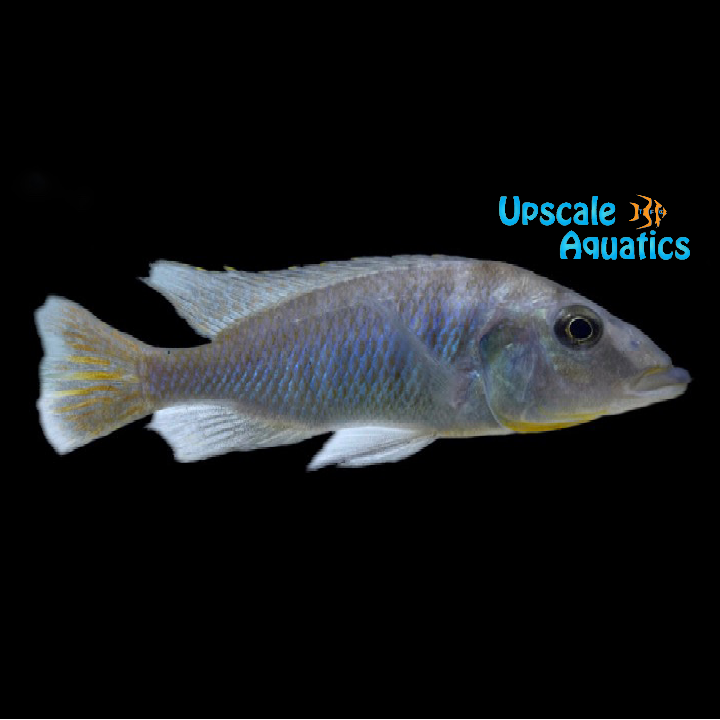 Mylochromis Mchuse (Mylochromis sp. lateristriga makanjila)