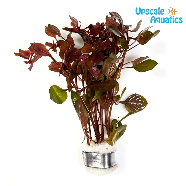 Ludwigia Palustris 'Super Red'