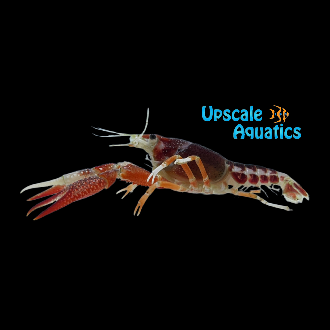 Piebald Ghost Lobster (Procambarus clarkii var. ghost)