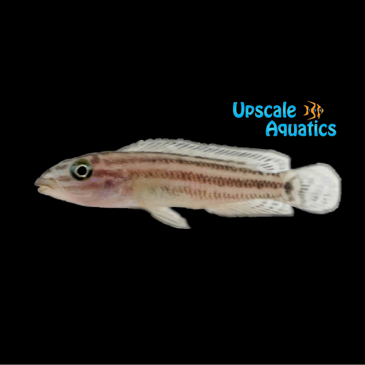Julidochromis Regani 'Chisanse'