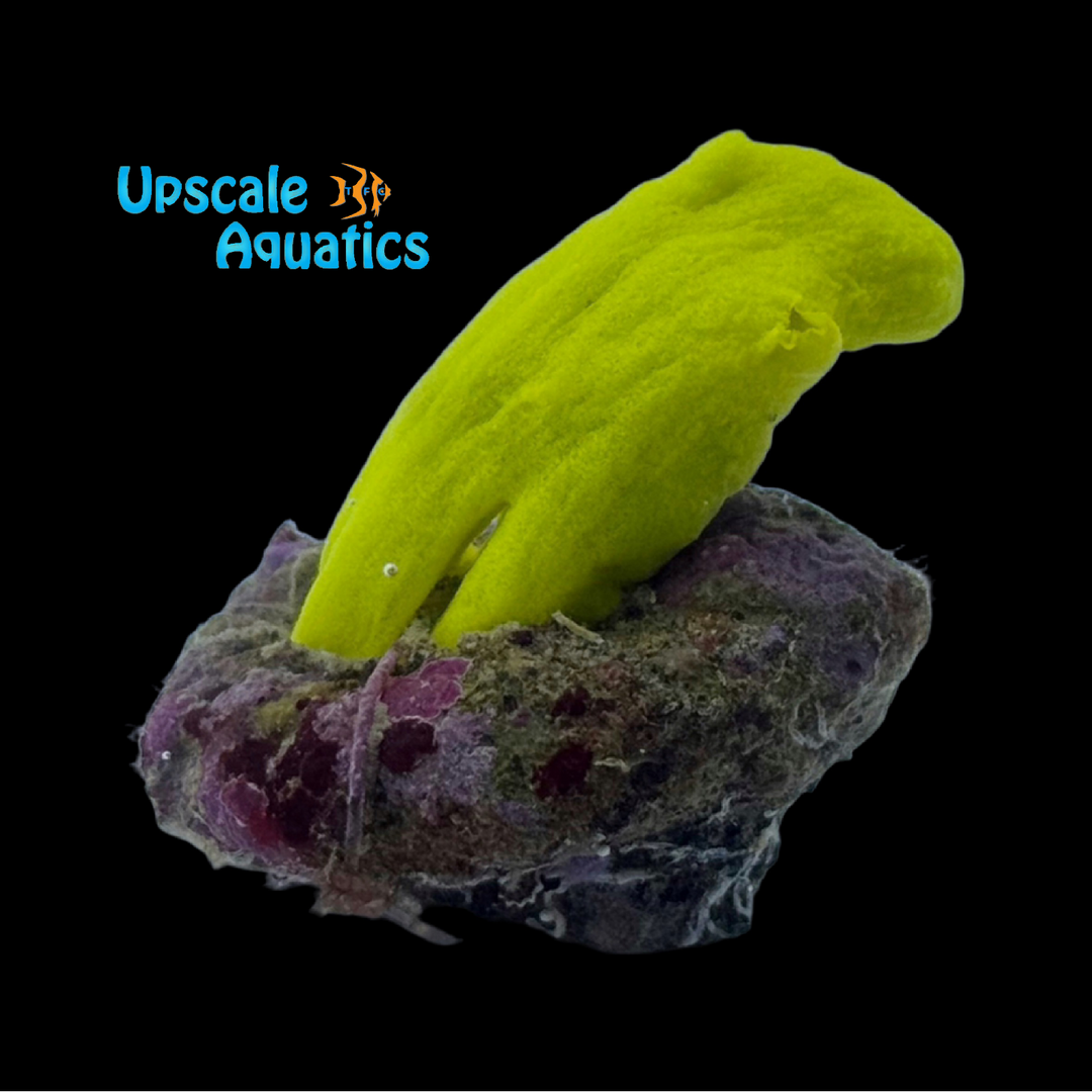 Neon Yellow Sponge - Aquacultured (Leucetta sp.)