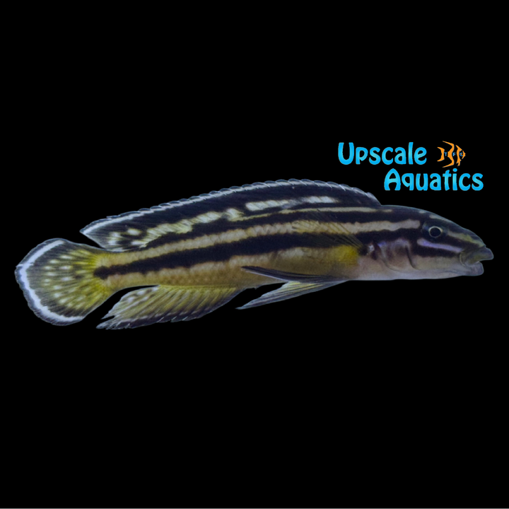 Golden Julie Cichlid (Julidochromis ornatus)