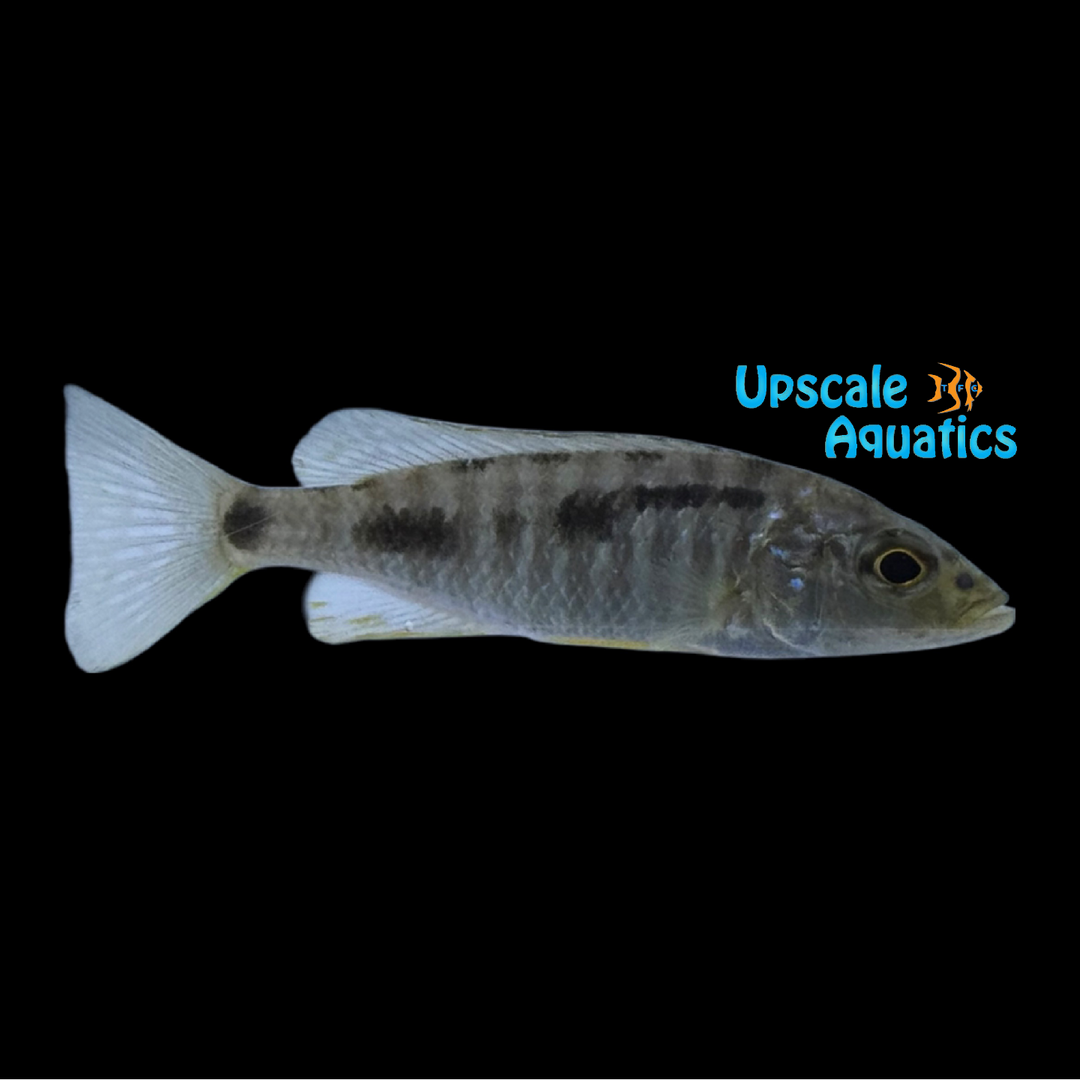 Stigmatochromis Spilostictus Hap (Stigmatochromis spilostictus