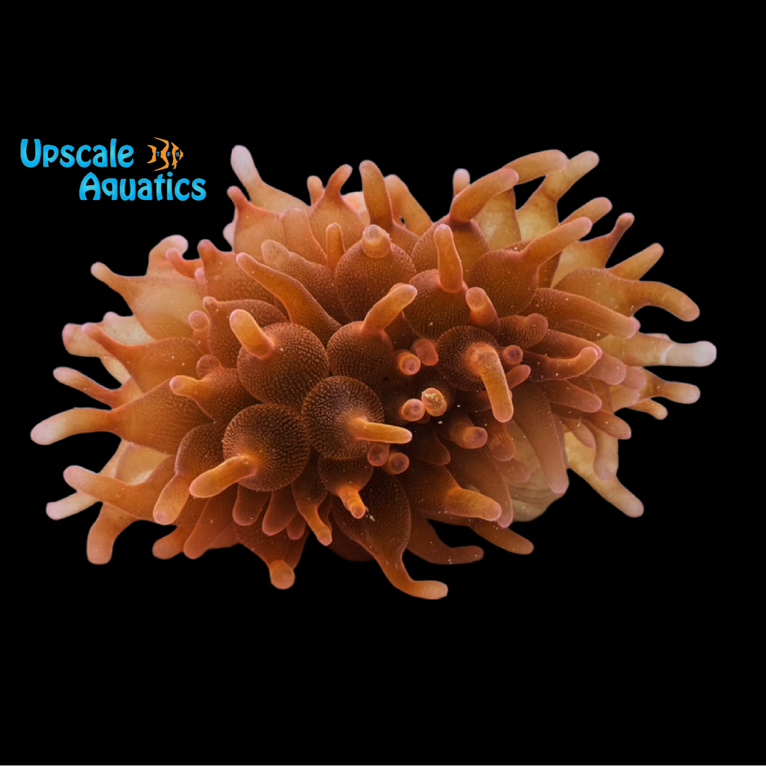 Rainbow Rose Bubble Tip Anemone (Entacmaea quadricolor)
