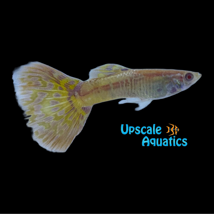 Albino King Cobra Guppy (Poecilia reticulata)