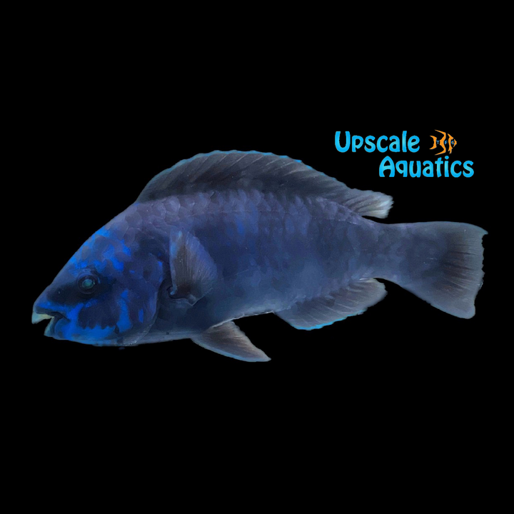 Midnight Parrotfish (Scarus coelestinus)