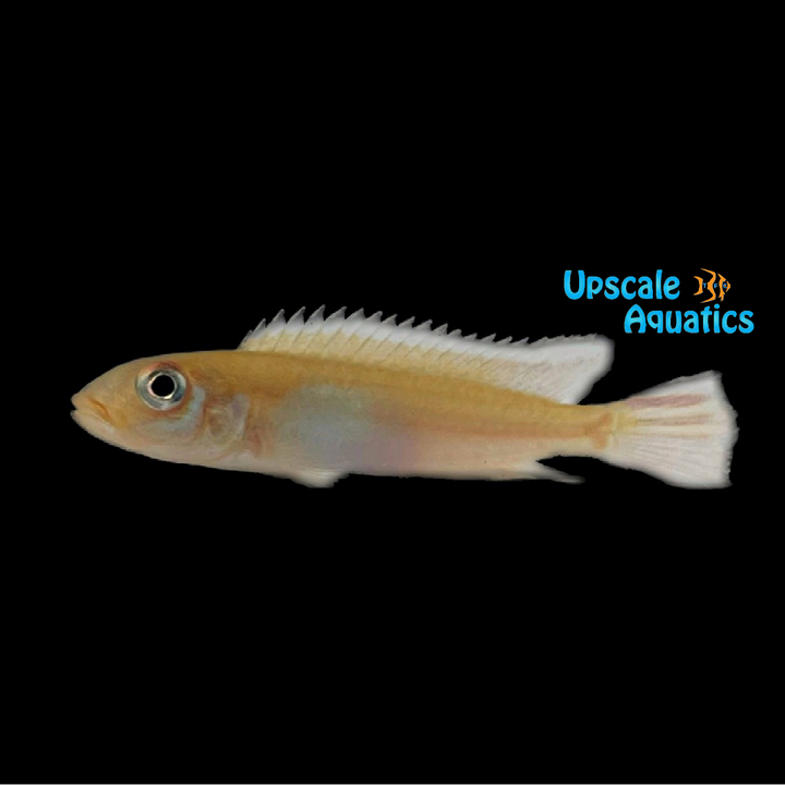 Nudiceps Dwarf Cichlid (Nanochromis nudiceps)