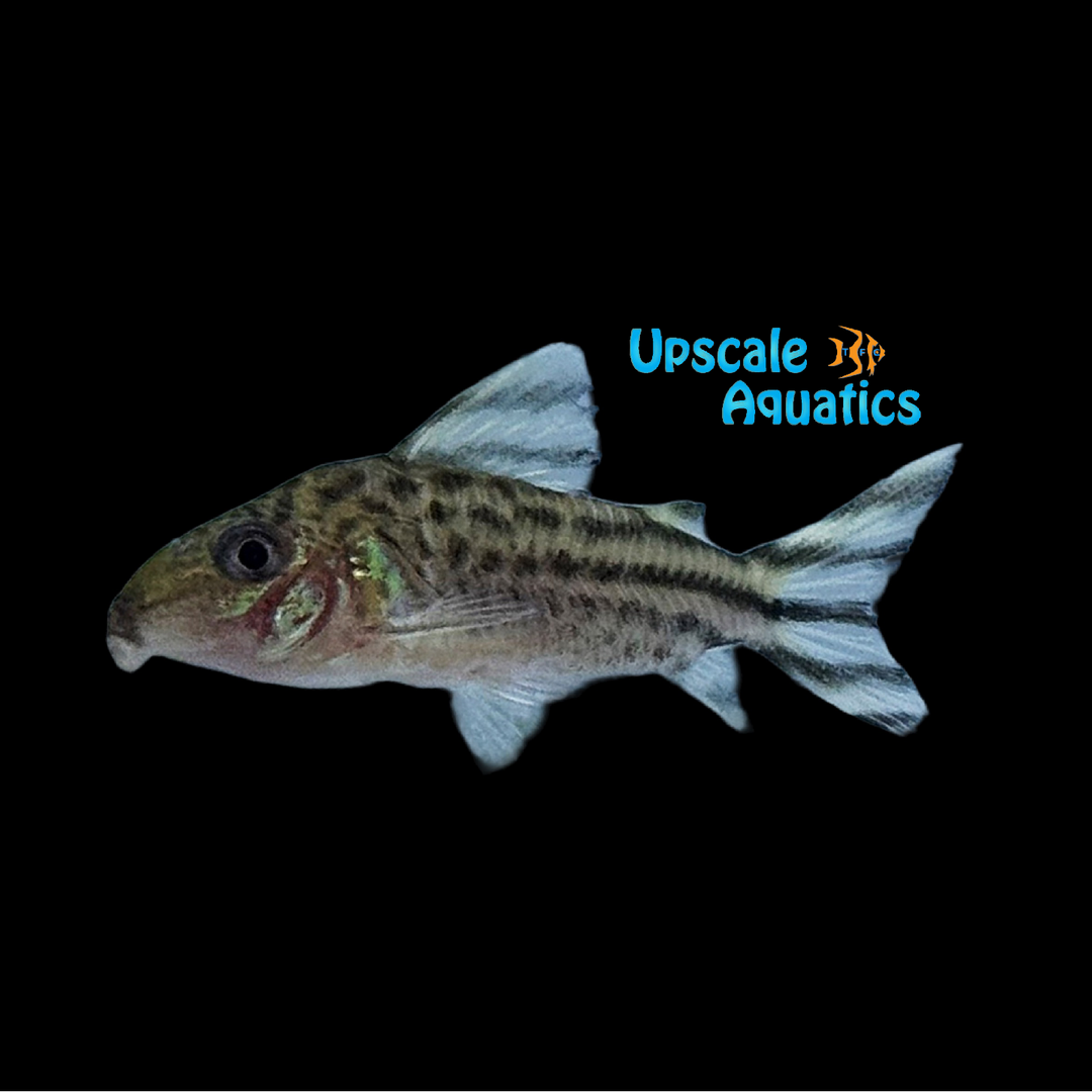 Flagtail Cory (Corydoras robinae)