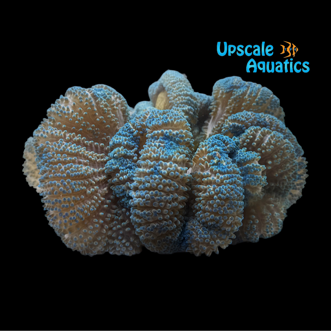 Blue Carpet Anemone (Stichodactyla gigantea)