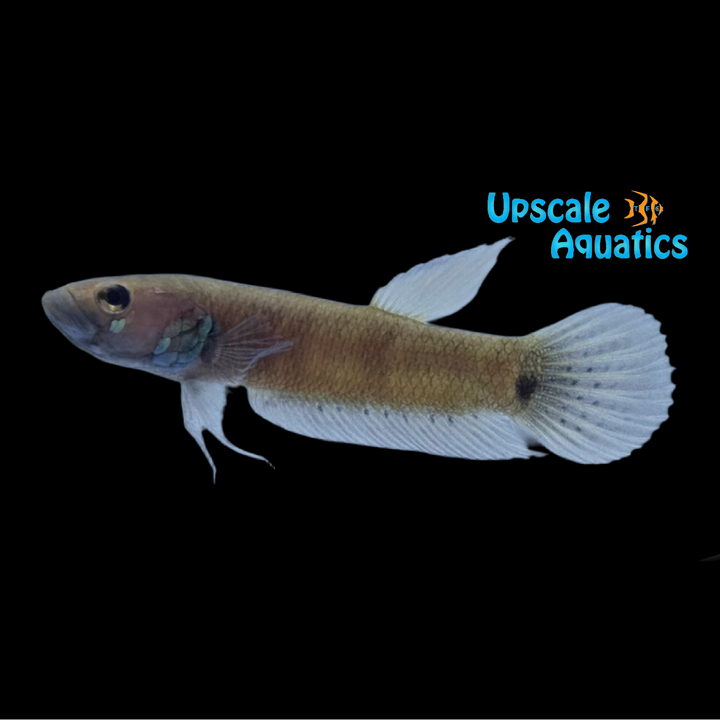 Betta Pallifina - Wild (Betta pallifina)