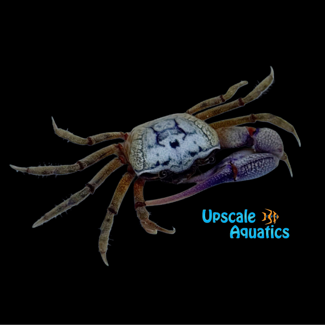 Pink Atlantic Sand Fiddler Crab (Leptuca pugilator)