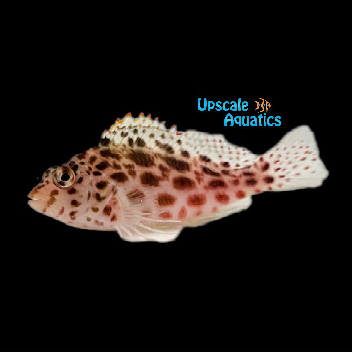 Pixy 'Spotted Coral' Hawkfish (Cirrhitichthys oxycephalus)