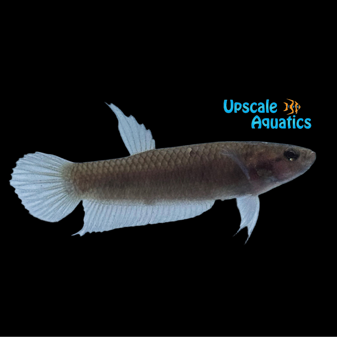 Toba Betta (Betta rubra)