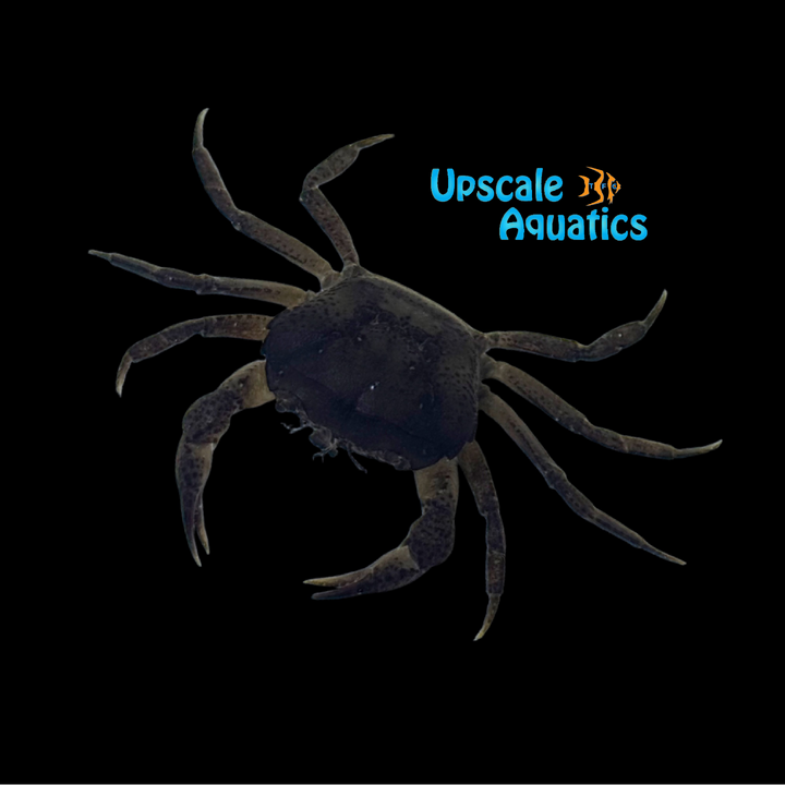 Sulawesi Fine Spotted Crab (Parathelphusa pallida)