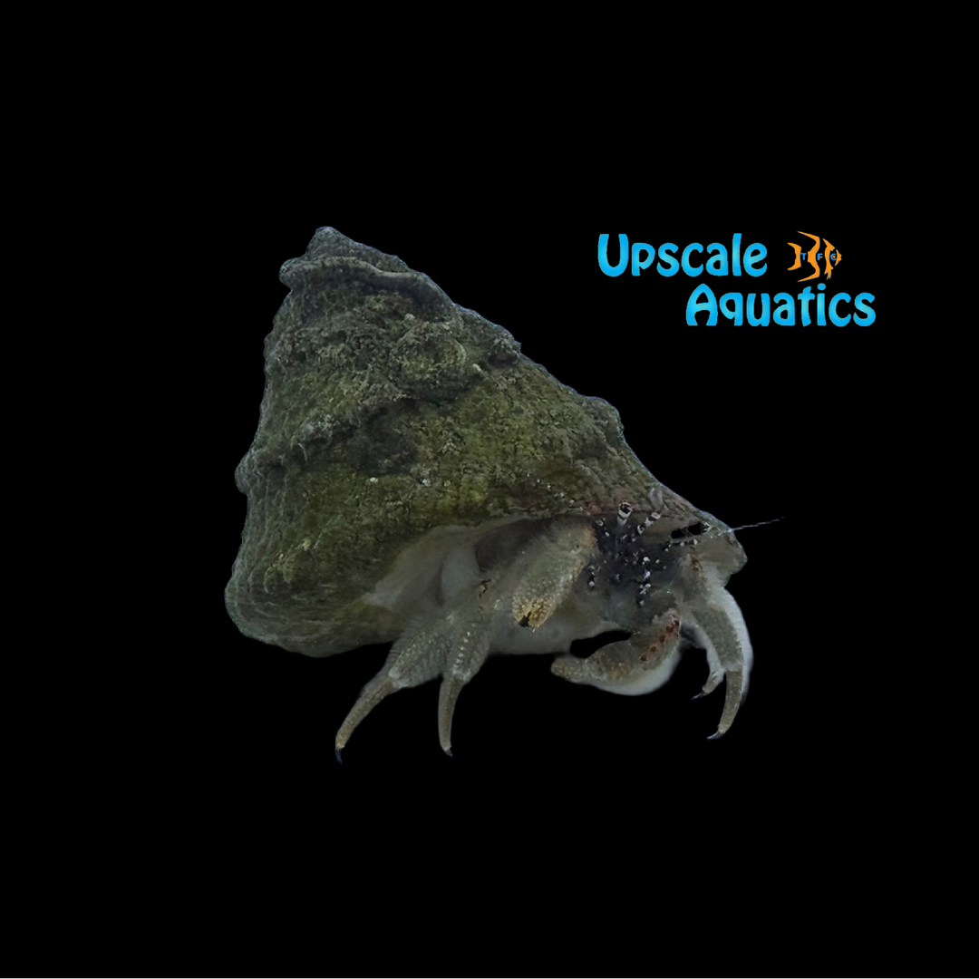 Bandeye Hermit Crab (Paguristes tortugae)