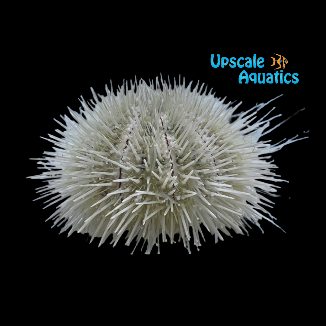 Pin Cushion Urchin (Lytechinus variegatus)