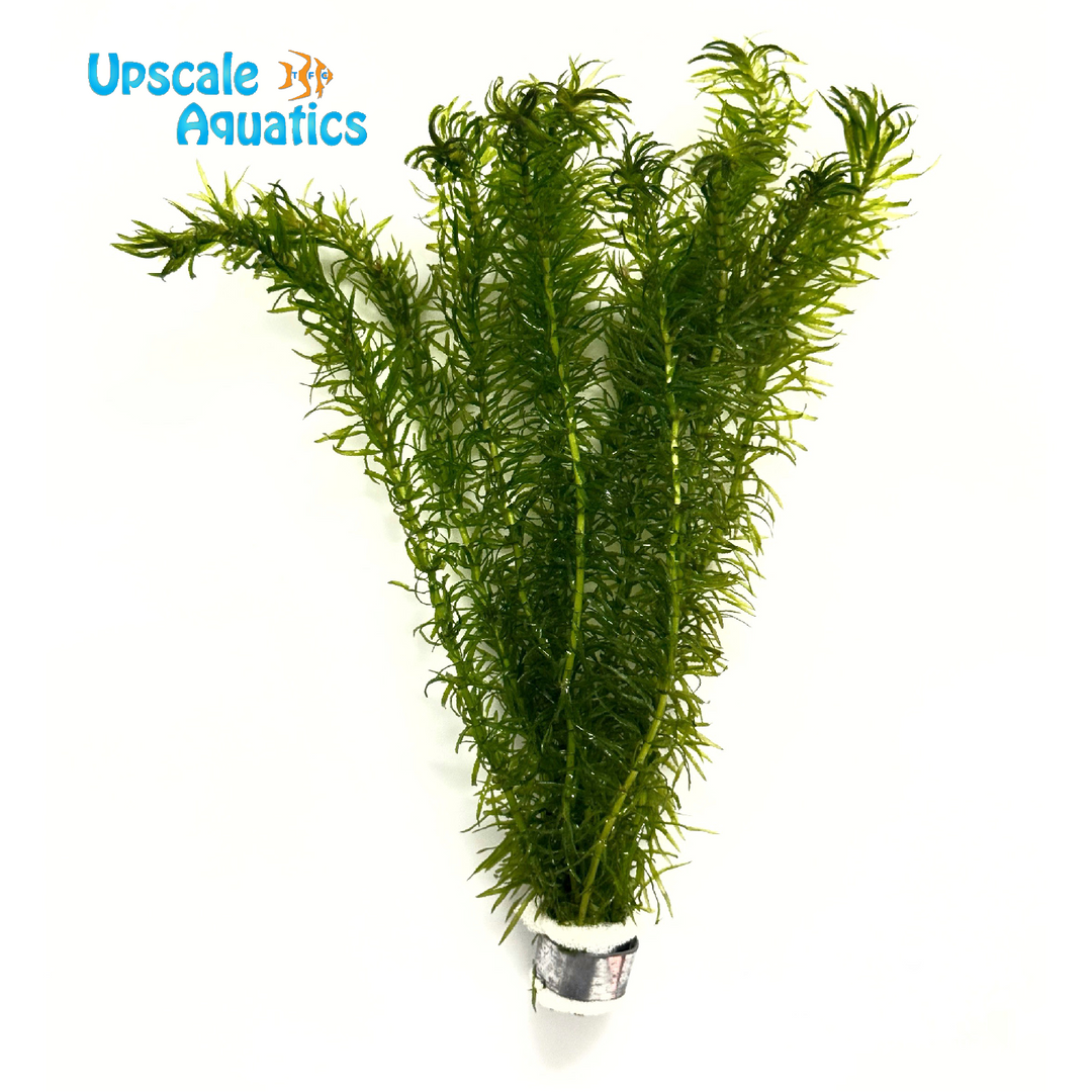 Elodea Najas